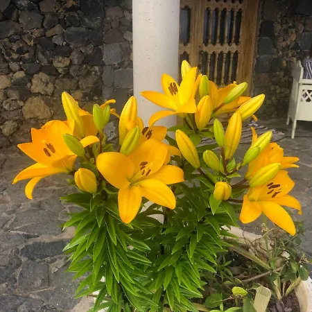 Ecolodge Tenerife 펜션 *